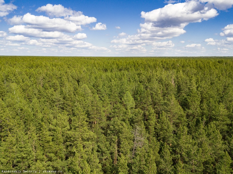 Лес горит в пяти районах Томской области