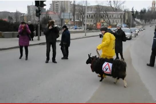 Липецкие бараны учат правильно переходить дорогу (видео)