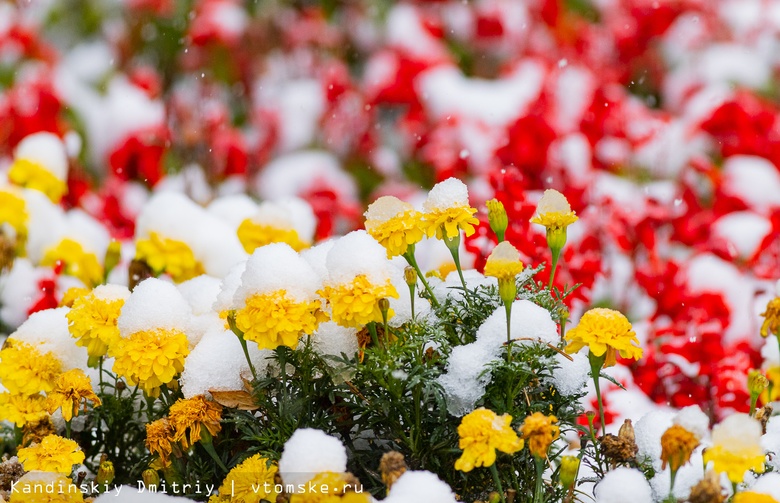 Зима на пороге: как белки в Томске первый снег встретили