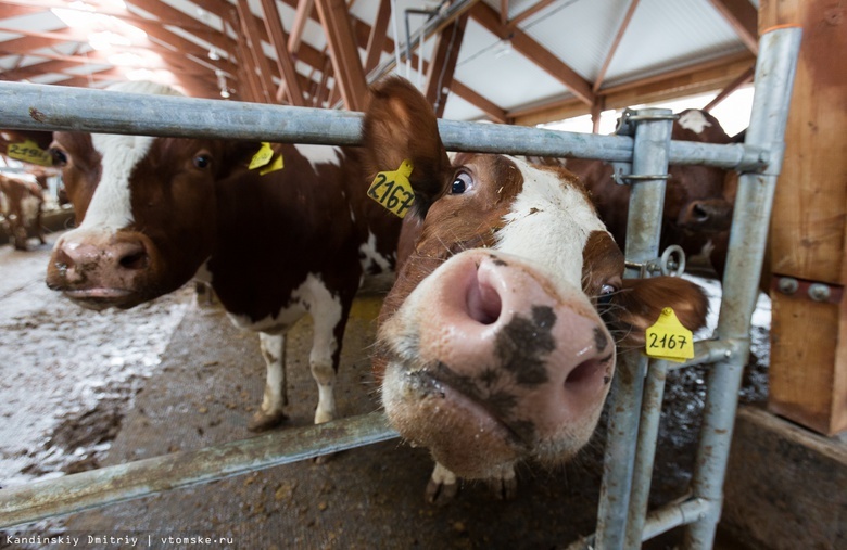 Томские коровы признаны самыми продуктивными в СФО