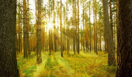 В аренду через торги будут переданы 15 лесных участков