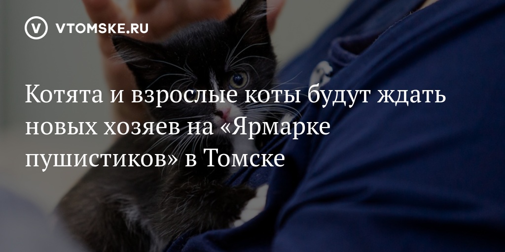 Фото Котенка И Взрослого Кота