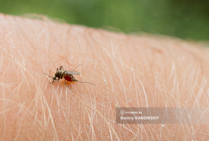 «Зажирают»: стало ли в Томске и области больше комаров и мошек