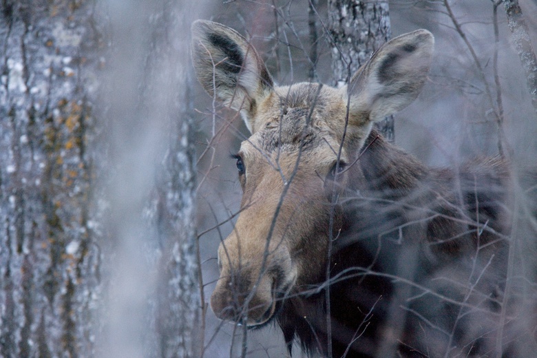 Обязательные работы и штраф ждут браконьера за незаконную добычу лося в Томской области