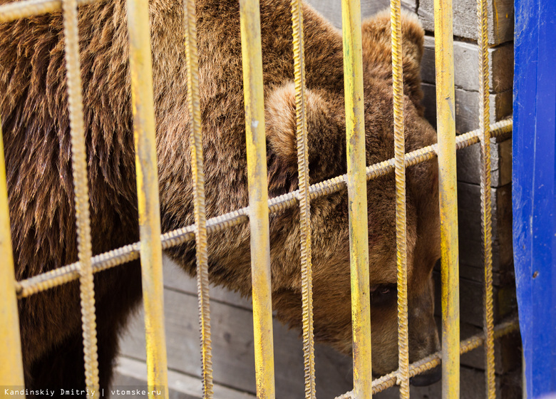 Меньше чем за сутки петицию в защиту медведя из «Гоара» подписали почти 70 тысяч человек