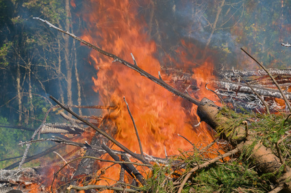 В регионе нет новых лесных пожаров