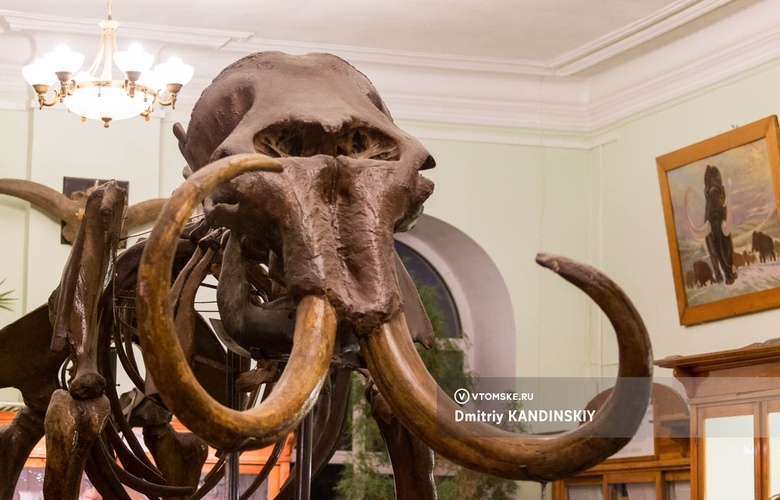 Скелет мамонта в Палеонтологическом музее ТГУ