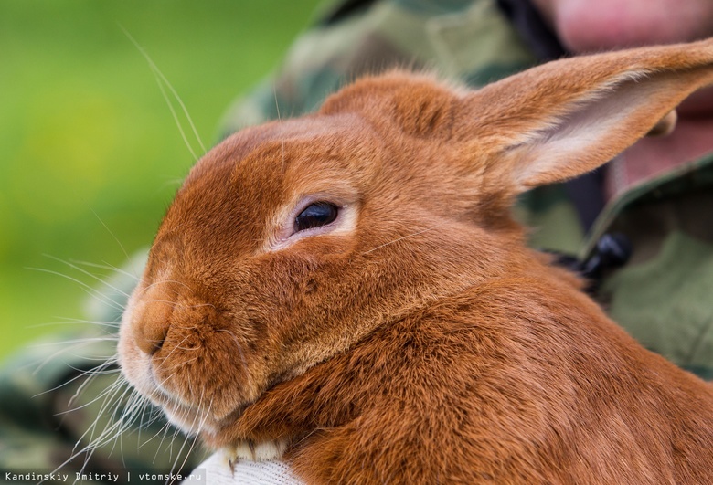 Десять кроликов спасены из пожара в Томске