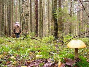 Пенсионерку, ушедшую за грибами, искали кинолог с собакой