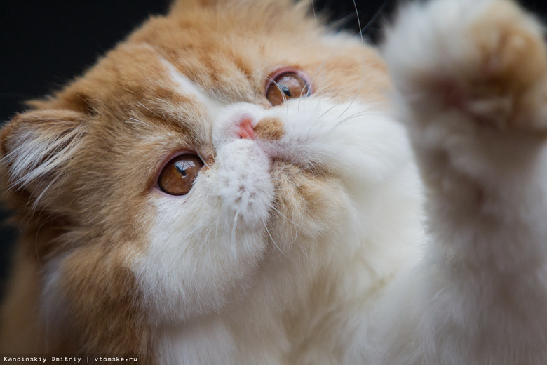 Маленькие «рыси» и «плюшевые аристократы»: выставка кошек открылась в Томске
