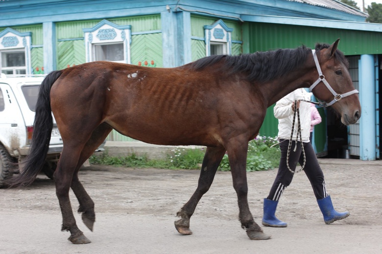 Лошадь, для которой собирали деньги, спасена от убоя