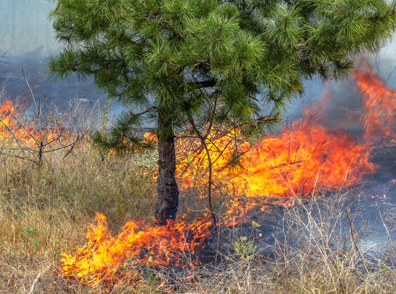 Томские специалисты предотвратили новый лесной пожар, направив на место гари квадрокоптер