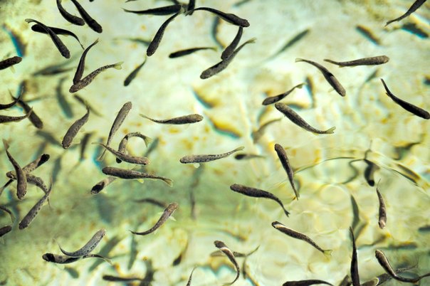 Томские ученые придумали, как превратить пивные отходы в корм для рыб