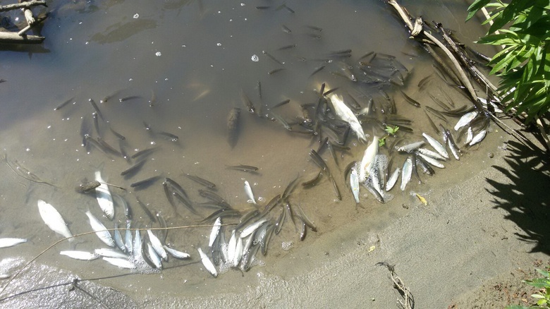 Народные новости: мертвая рыба в Киргизке (фото)