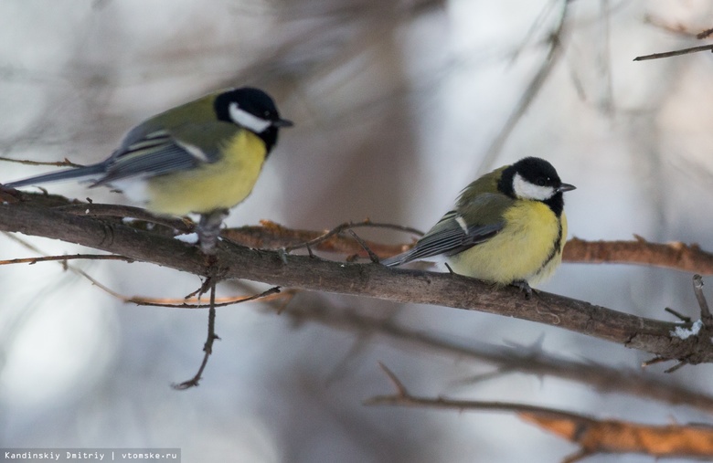 Томские ученые выяснят, как городская среда влияет на жизнь птиц