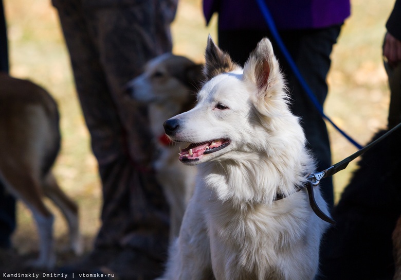 Шесть новых площадок для выгула собак планируют обустроить в Томске