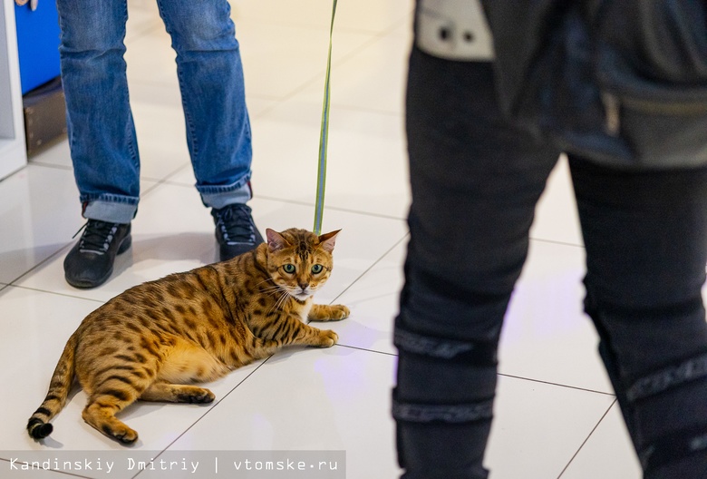 Бенгалы, экзоты и золотые шиншиллы: ярмарка-продажа котят проходит в Томске