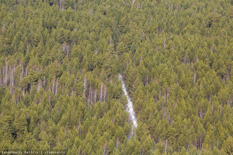 Минприроды: в Томской области — худшие показатели по лесовосстановлению в РФ