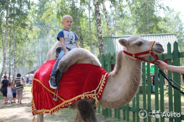Из-за запрета на катание томичка продает верблюда