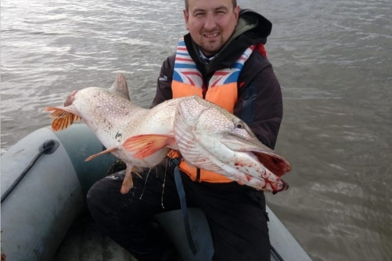 Новосибирец поймал 12-килограммовую щуку на Оби в Томской области