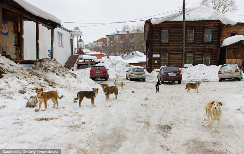 Депутаты недовольны мерами по отлову бездомных животных в Томске