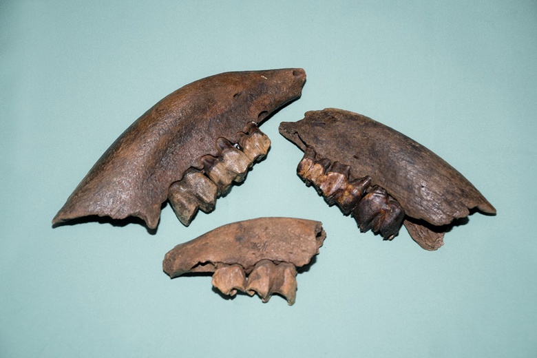 Ученые ТГУ узнали, как росли детеныши древних носорогов